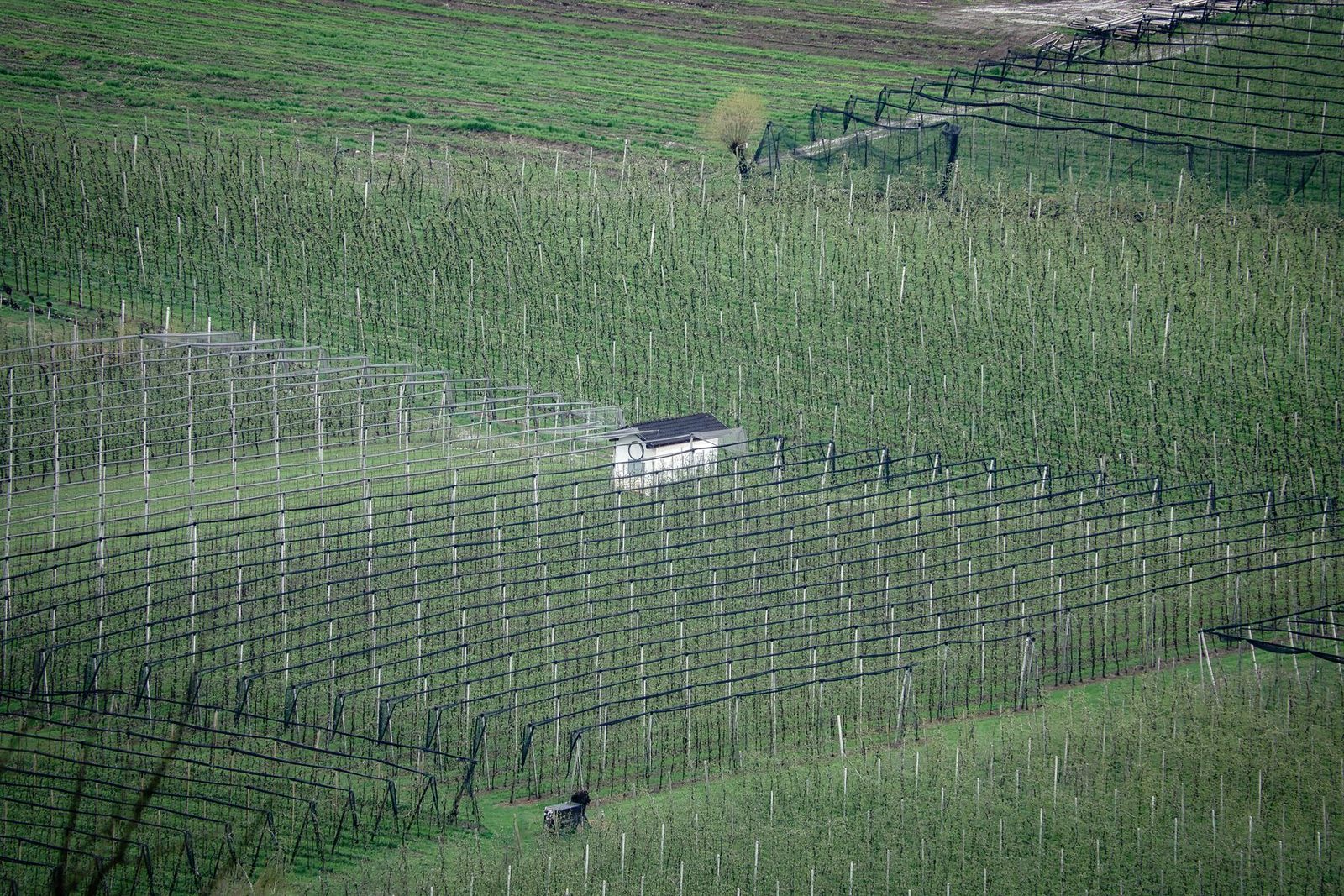 Growing blocks at the start of the chain