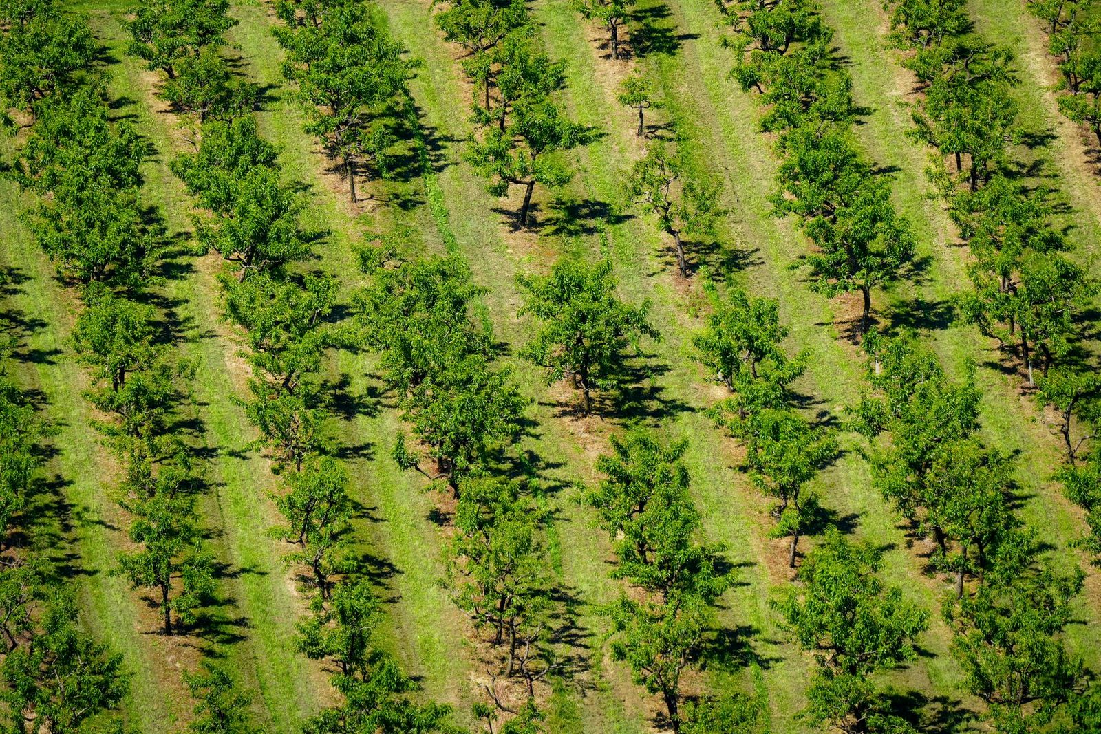 Growing blocks at the start of the chain