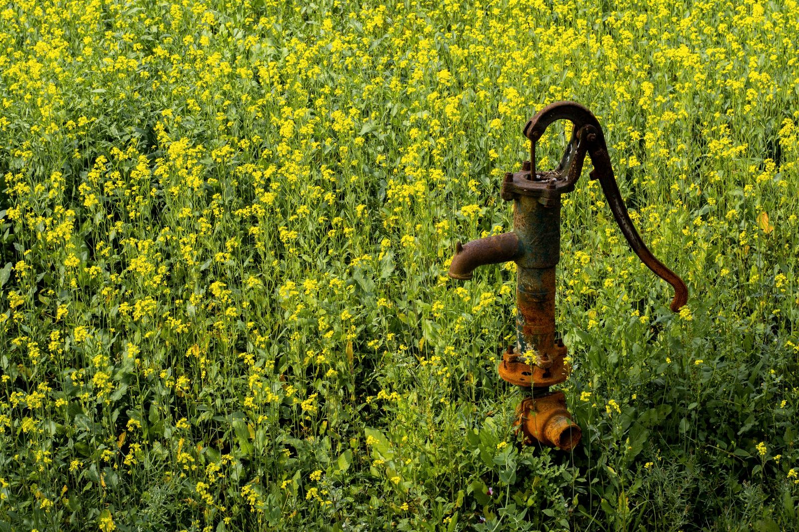 A pumping unit on a producing lease